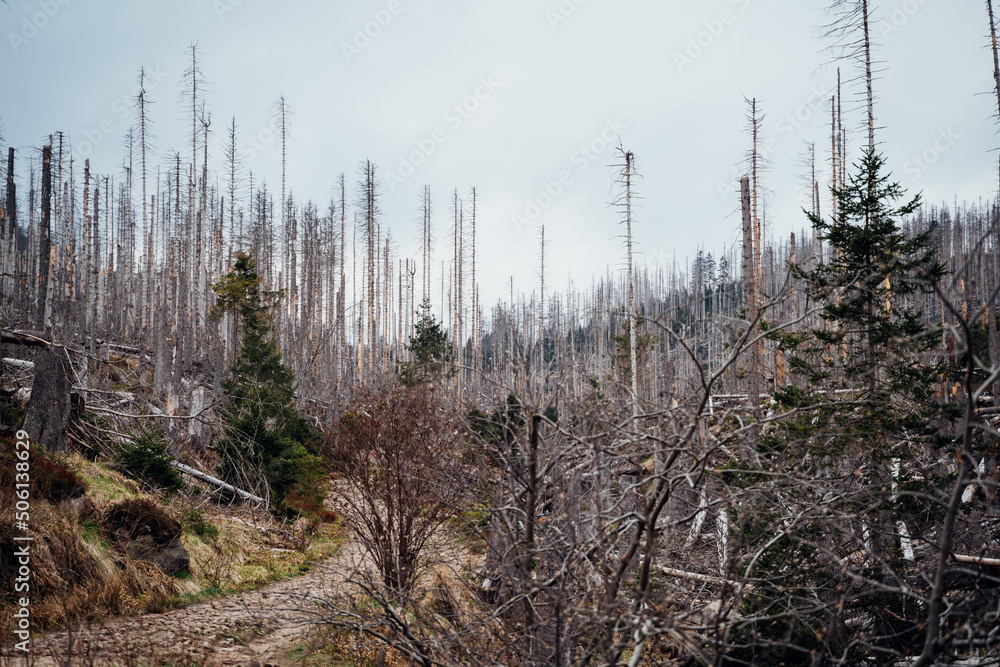 Wanderung durch den Totwald im Harz Wanderung durch den Totwald im Harz