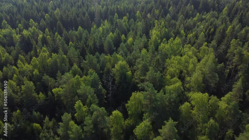 Early summer in forest aerial top view. Mixed forest, green conifers. Fall colors countryside woodland. Drone zoom out spins above colorful texture in nature. Parallax effect, panarama Early summer in forest aerial top view. Mixed forest, green conifers. Fall colors countryside woodland. Drone zoom out spins above colorful texture in nature. Parallax effect, panarama