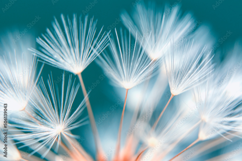 Naklejka premium Dandelion seeds close up blowing in green background