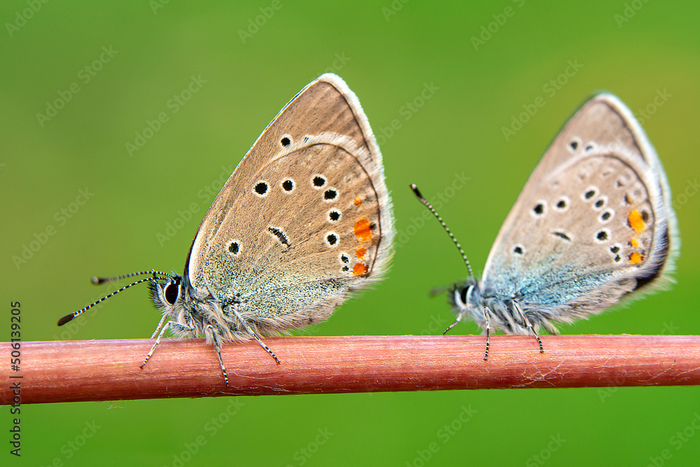 Obraz premium Macro shots, Beautiful nature scene. Closeup beautiful butterfly sitting on the flower in a summer garden. 