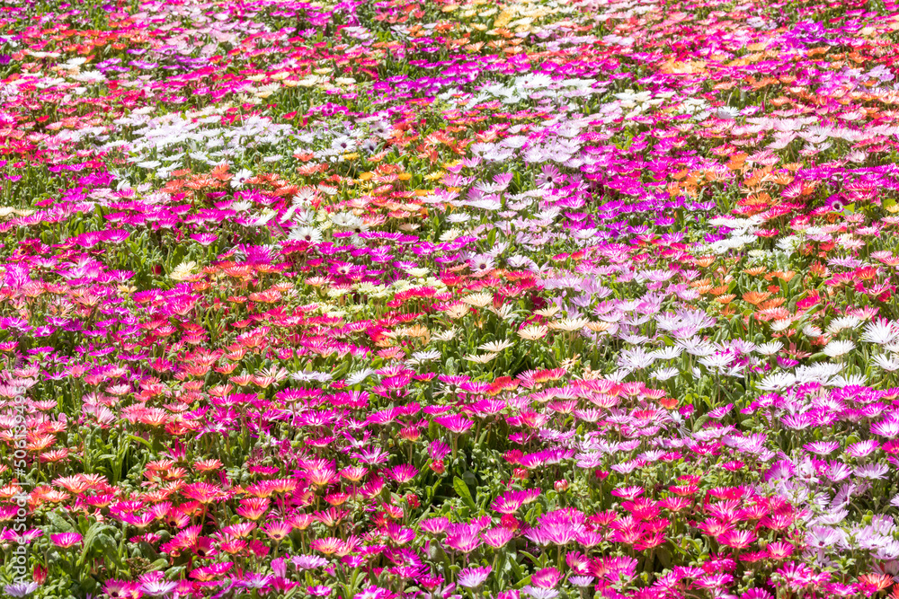 Naklejka premium リビングストンデージーの花畑