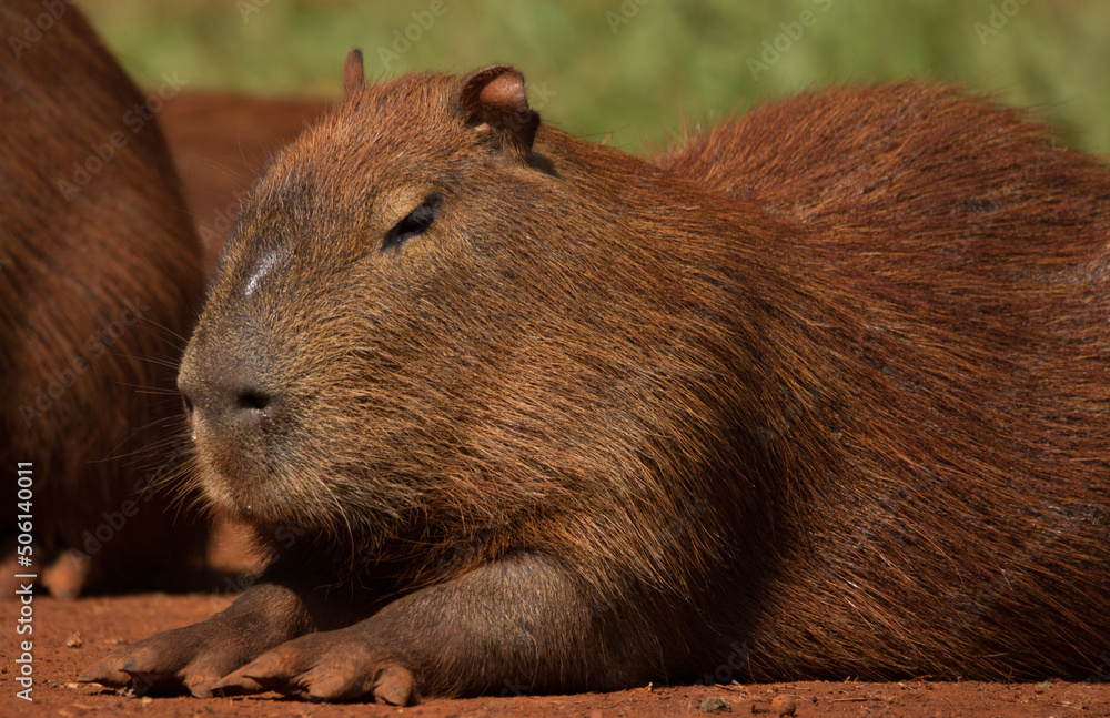 portrait of a capybara portrait of a capybara