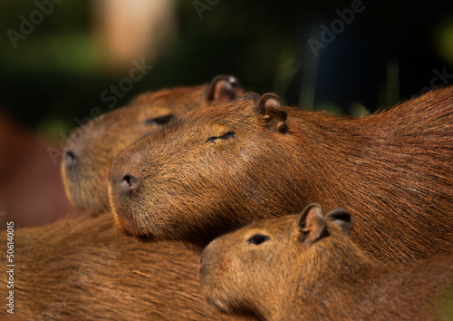 close up of a capybara