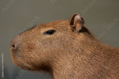 close up of a capybara
