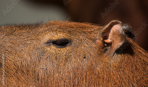 close up of a capybara photo