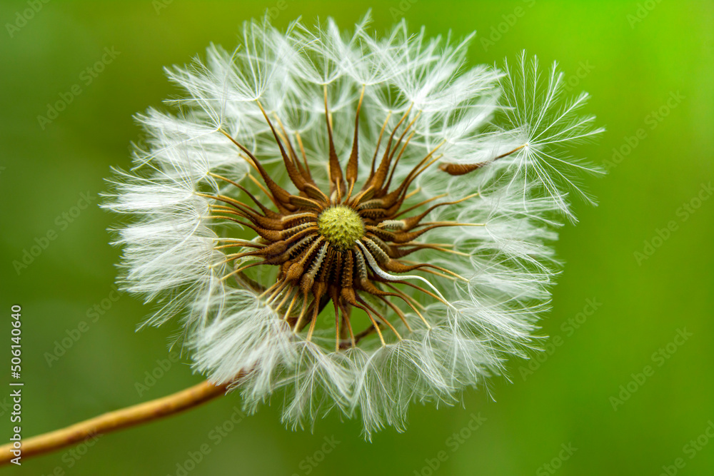 Dandelion seeds close up blowing in green background
Dandelion seeds close up blowing in green background