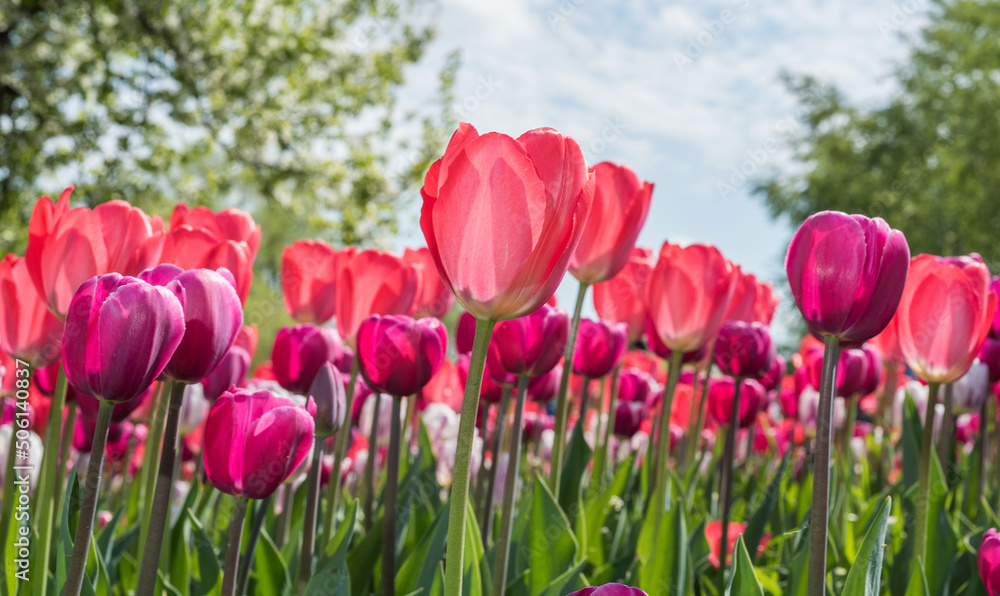Tulips on the field. Photographed against the sun. Tulips on the field. Photographed against the sun.
