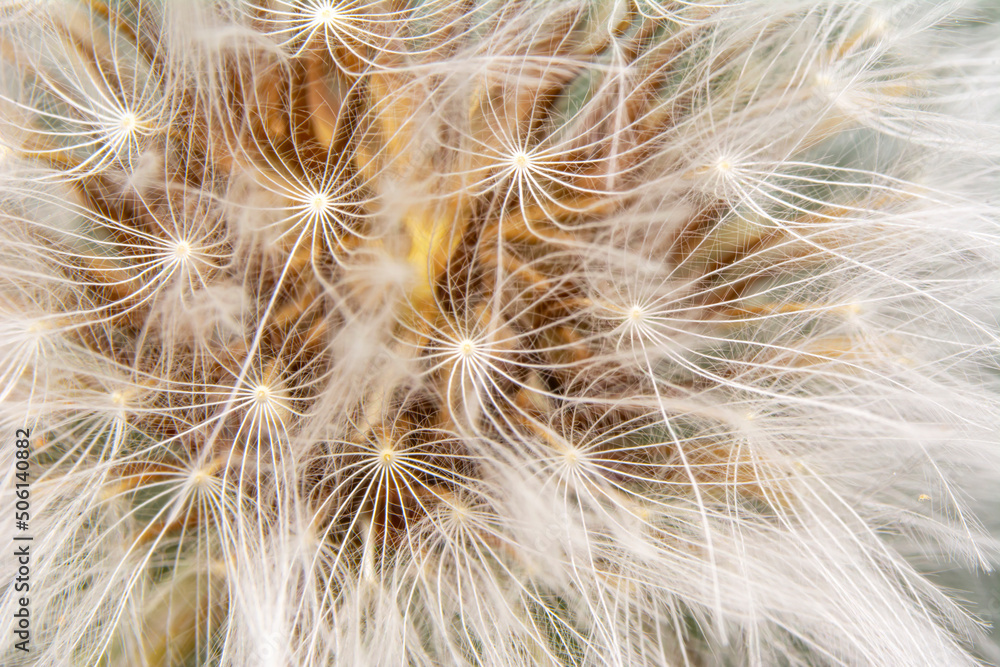 Obraz premium Dandelion seeds close up blowing in green background