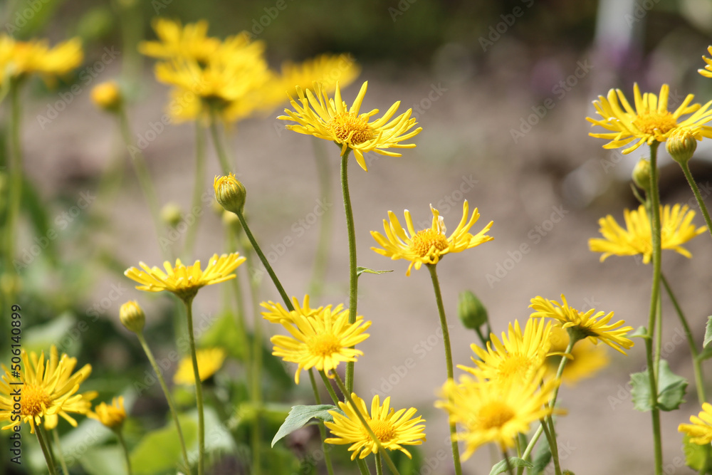 Obraz premium Yellow flowers of Leopard's Bane (Doronicum orientale) in garden