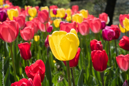 Tulips on the field. Photographed against the sun. © evgeny