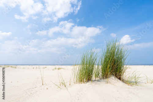Dune beach with beach grass in summer