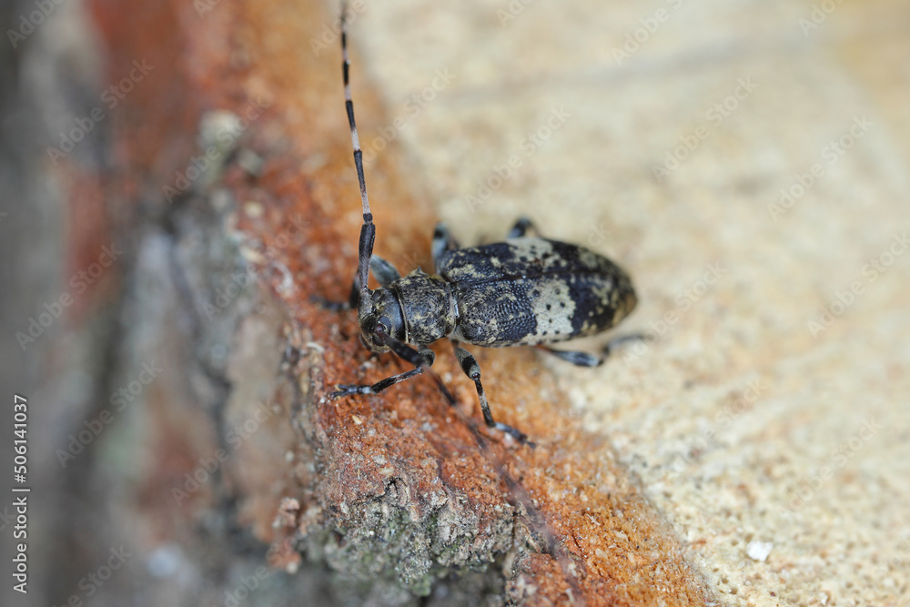 Black-clouded Longhorn Beetle Leiopus nebulosus adult resting on rotten timber