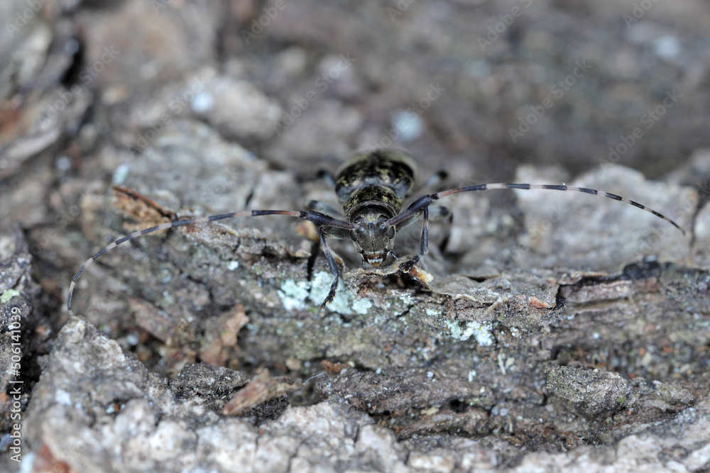 Black-clouded Longhorn Beetle Leiopus nebulosus adult resting on rotten timber