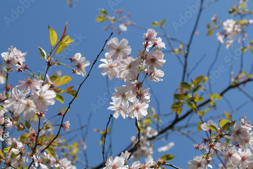 Flowering branches of winter-flowering cherry (Prunus subhirtella) with pink flowers and leaves against spring blue sky