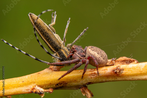 Beautiful Crab spider feasting on insect. Macro photo