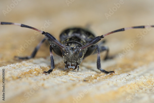 Black-clouded Longhorn Beetle Leiopus nebulosus adult resting on rotten timber © Tomasz