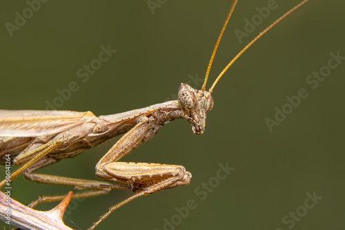 Close up of pair of Beautiful European mantis ( Mantis religiosa )   © blackdiamond67