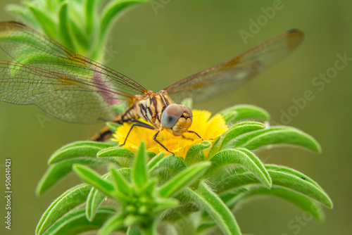 Macro shots, Beautiful nature scene dragonfly.    © blackdiamond67