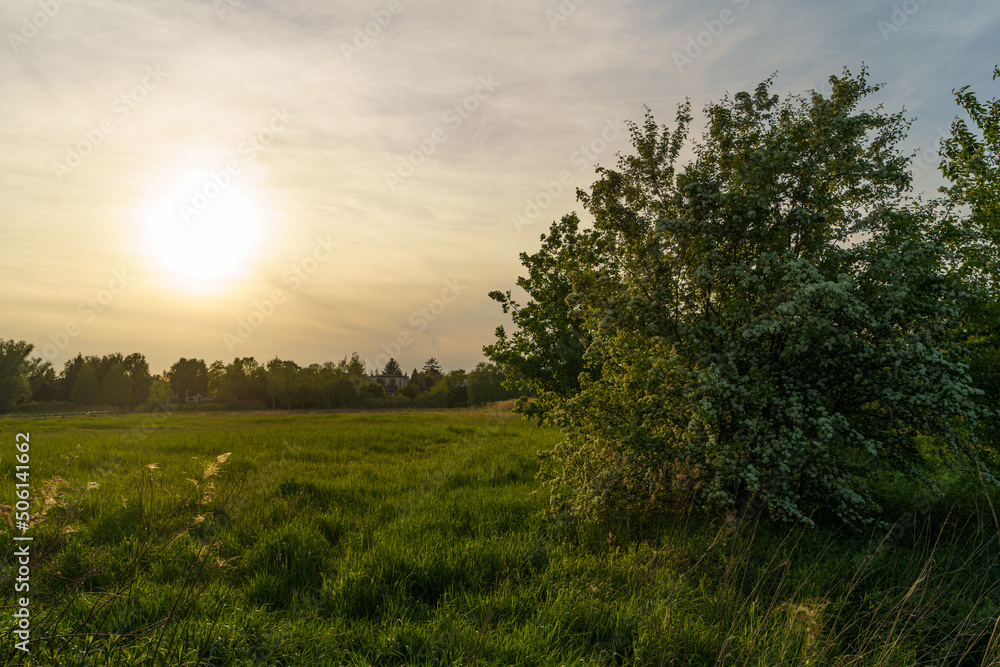summer landscape with sunset on a field in the foreground with a tree with white flowers on the right