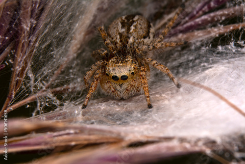Close up beautiful jumping spider