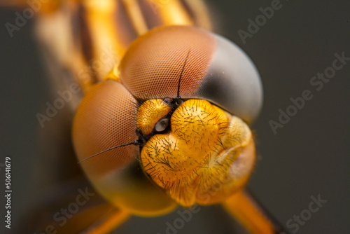 Extreme macro  shots, showing of eyes dragonfly detail. isolated on  background