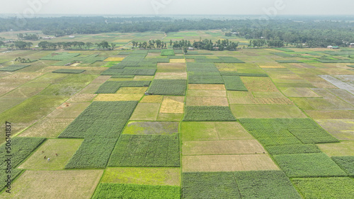 crop feild aerial Photo - Bangladesh picture photo