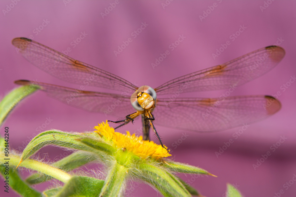 Macro shots, Beautiful nature scene dragonfly. Macro shots, Beautiful nature scene dragonfly.