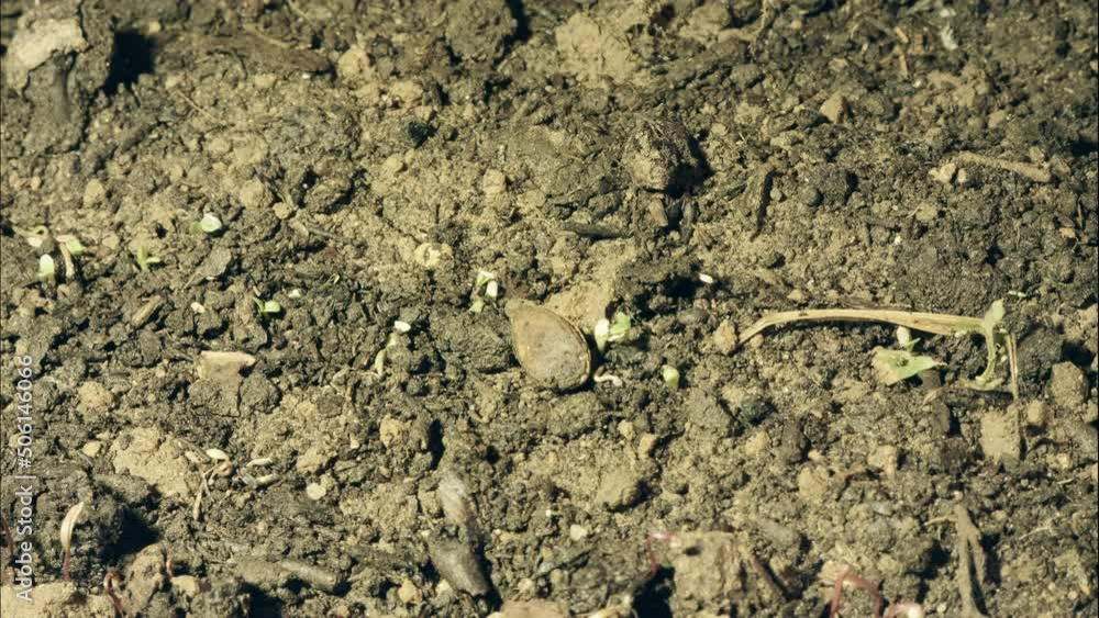 Plants that grow indoors. Filmed in time lapse. Artificial light. Plants that grow indoors. Filmed in time lapse. Artificial light.