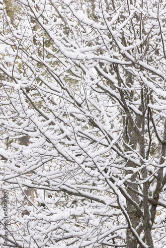 early spring snow covering hardwood tree © ELINOR OSBORN