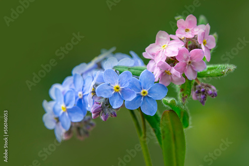 Close up beautiful shot of flower  