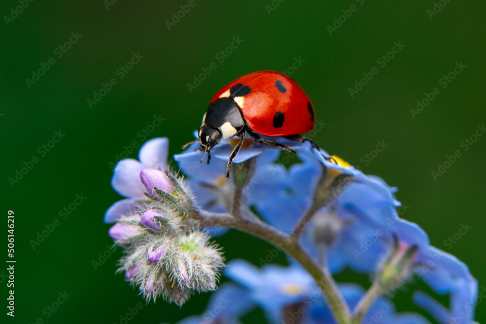 Fototapeta premium Macro shots, Beautiful nature scene. Beautiful ladybug on leaf defocused background