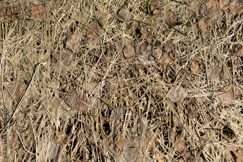 Texture of dry grass. Swamp plant. Dried stems.