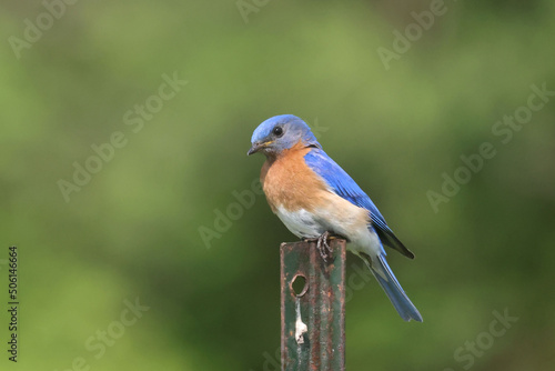 Bluebird pair on foof of nesting box on summer day © Janet