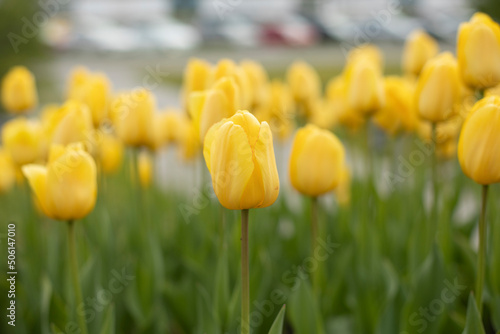 Yellow tulips in flower bed. Flowers in summer. Details of gardens.
