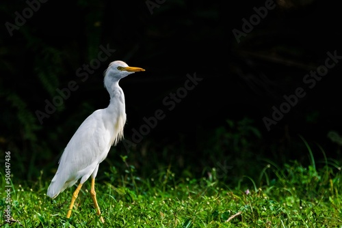 great white heron