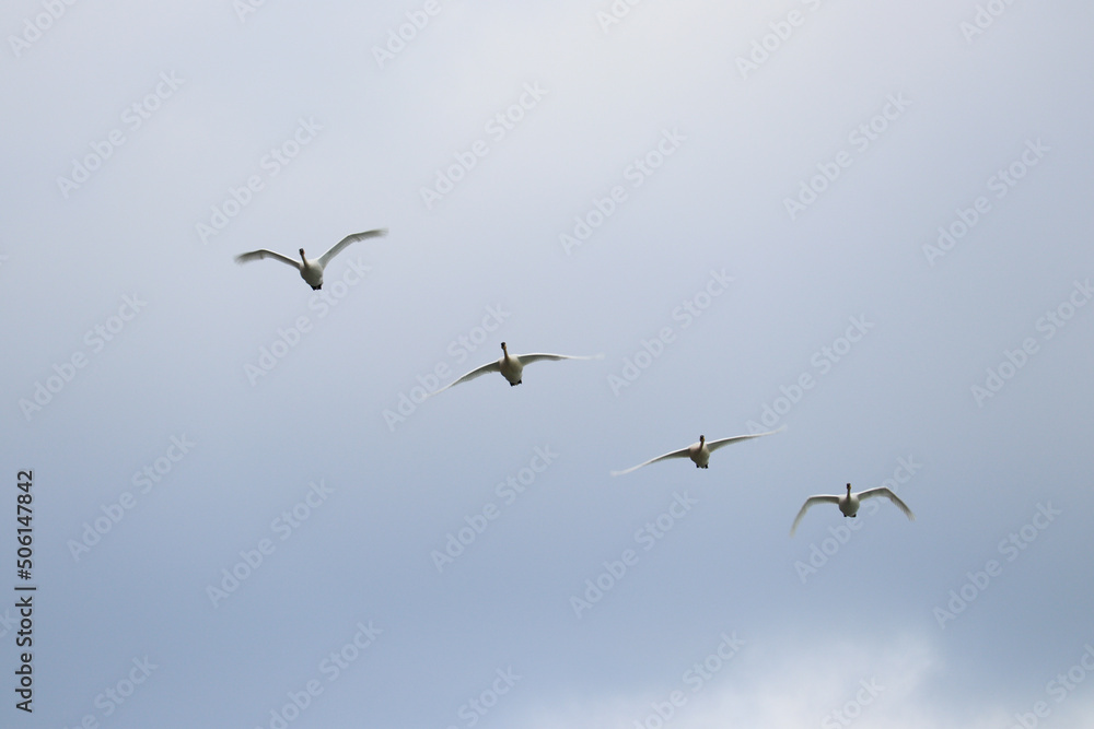 flock of seagulls flock of seagulls