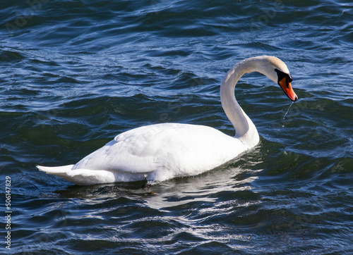 swan in lake