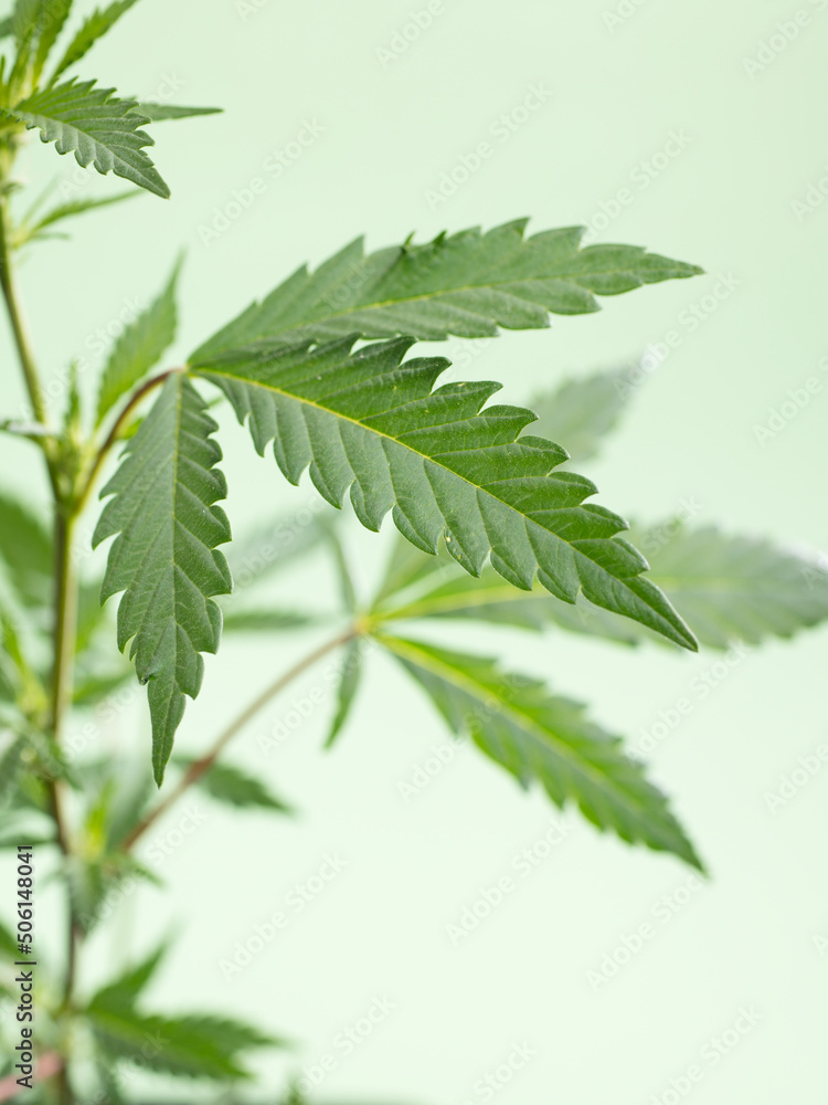 cannabis marijuana plant on a green isolated background, wallpaper or themed photo to legalise marijuana cannabis marijuana plant on a green isolated background, wallpaper or themed photo to legalise marijuana