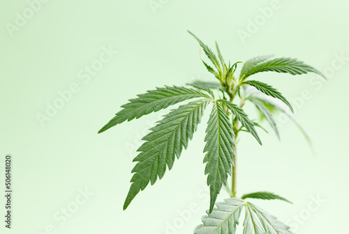 cannabis marijuana plant on a green isolated background, wallpaper or themed photo to legalise marijuana © Fernando