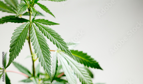 Fresh green leaves of full grown hemp - Cannabis - isolated on white background. Growing medical marijuana. Studio photograph.