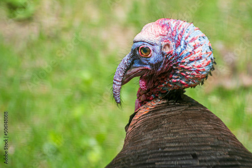 Close up of male turkey