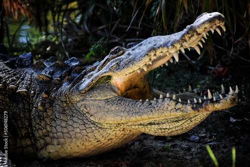 alligator in the everglades