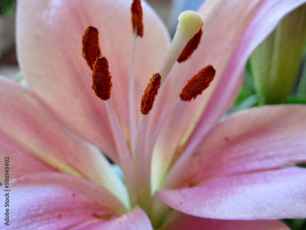 Fototapeta premium pink lily closeup