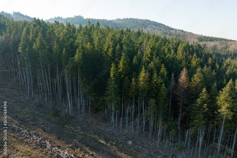 Aerial view of pine forest with large area of cut down trees as result of global deforestation industry. Harmful human influence on world ecology Aerial view of pine forest with large area of cut down trees as result of global deforestation industry. Harmful human influence on world ecology