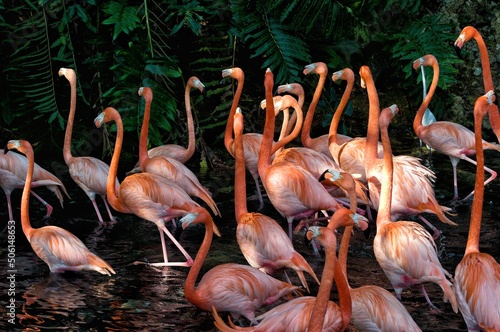 group of pink flamingos