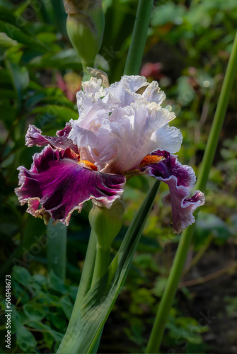 Beautiful Iris blossoms of purple and white colors in a spring garden near Salem Oregon.  Focus stacking used to insure sharp focus. photo