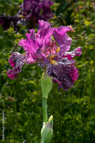 Beautiful Iris blossoms of purple and pink colors in a spring garden near Salem Oregon photo