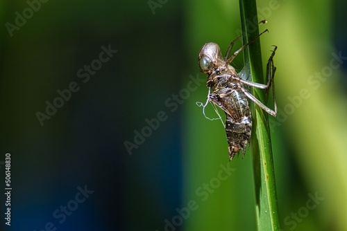 Canvas Print exoskeleton on a leaf