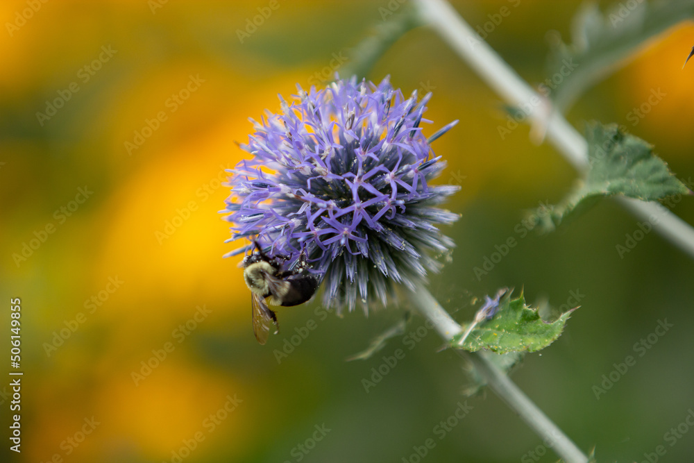 flower flower