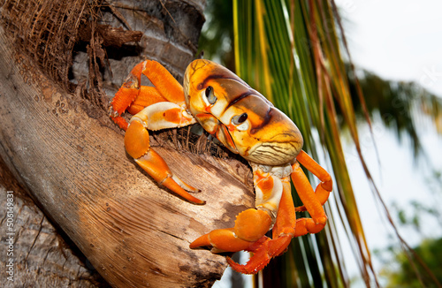 Cardisoma guanhumi, also known as the blue land crab, is a species of land crab found in tropical and subtropical estuaries and other maritime areas of Caribbean.  photo